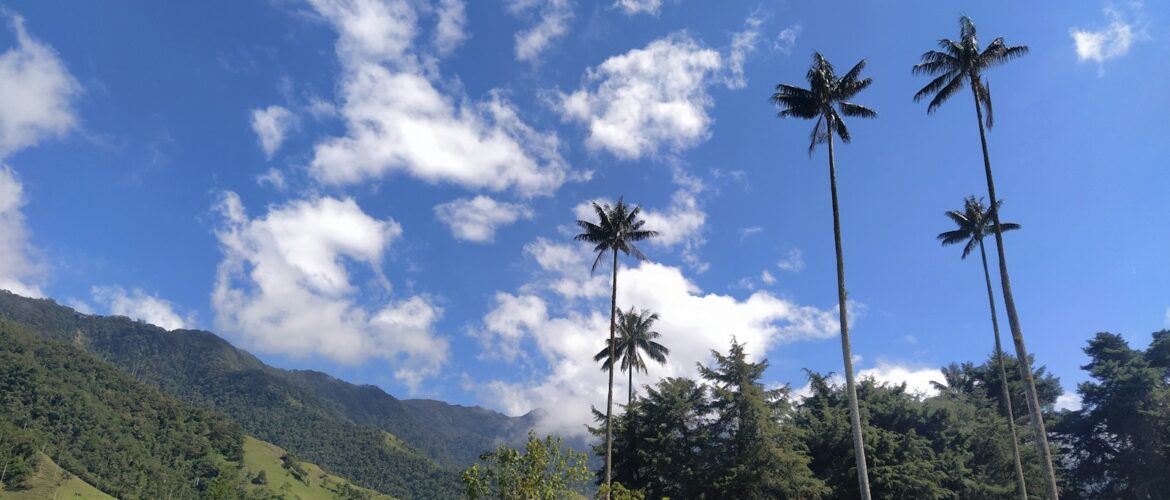 Palmas de cera en el Valle de Cocora, Colombia